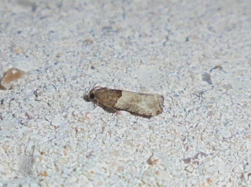 Gypsonoma aceriana